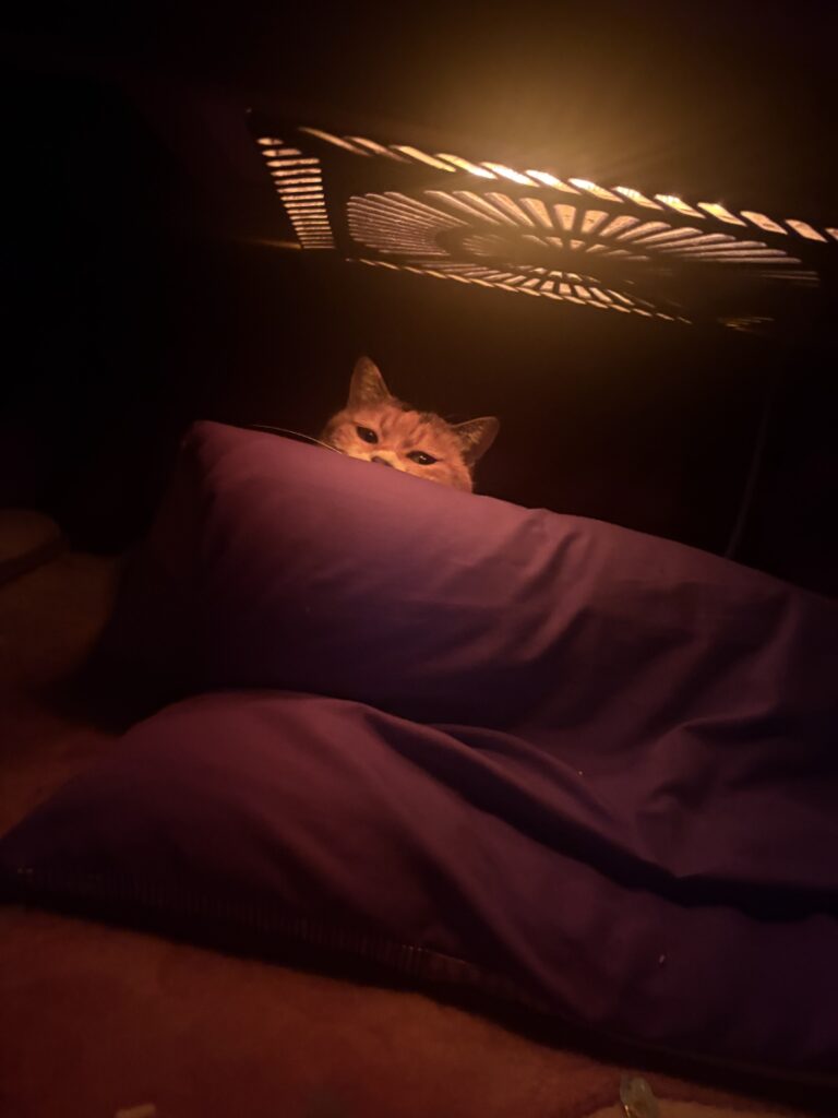 愛猫🐱のメイン画像